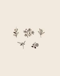 dessin de cinq pictogrammes de fleurs pour l'artisan fleuriste Flor