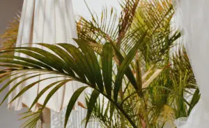 feuille de palmier verte et jaune avec des parasols blanc a côté